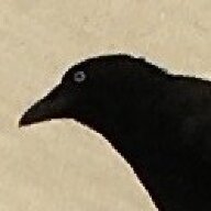 BrissyCrow