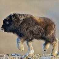 Big Animal