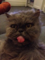 year of the cat