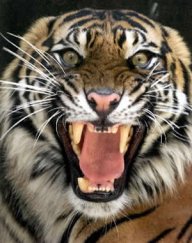 Tiger2709