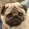 Pugsta