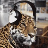 Dudley Leopard
