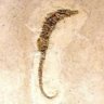 Ophiomorpha