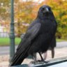 Crazy 4 Crow