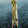StonedCat