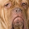 maudlin dog