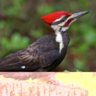 WoodyPecker