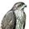 SavHawk