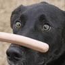 swingdog