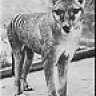 Tazzytiger