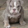 More Bulldog