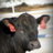 Bazil838