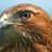 AmericanHawksFan