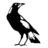 MagpieJoel