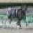 Pecker