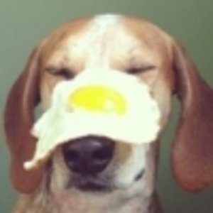 egg on face [small]